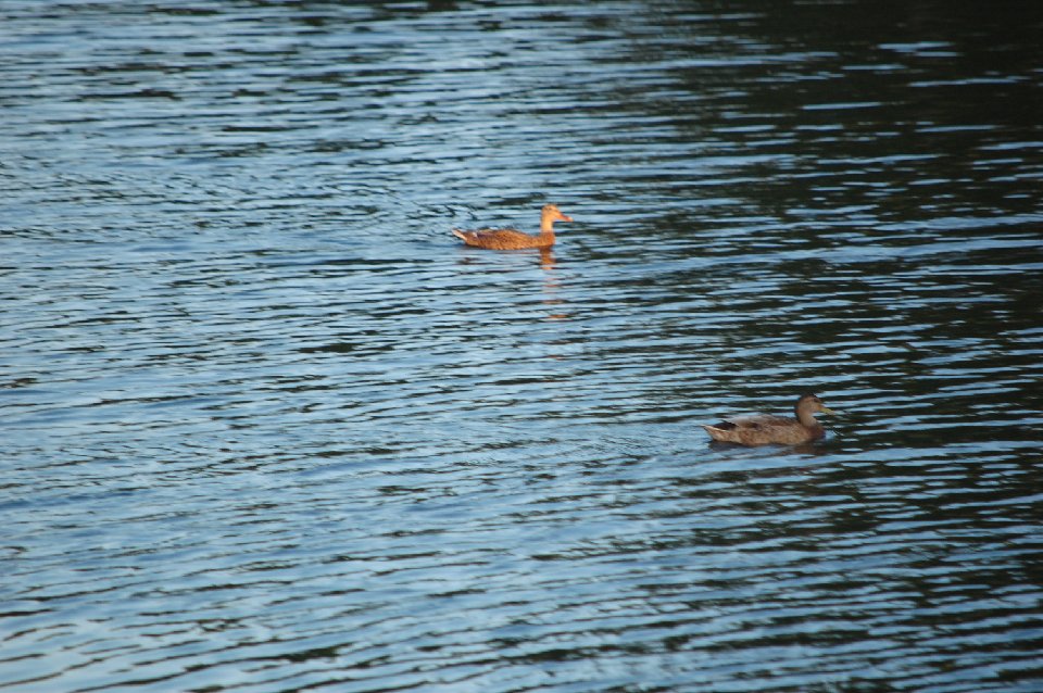 SUMMER (126)